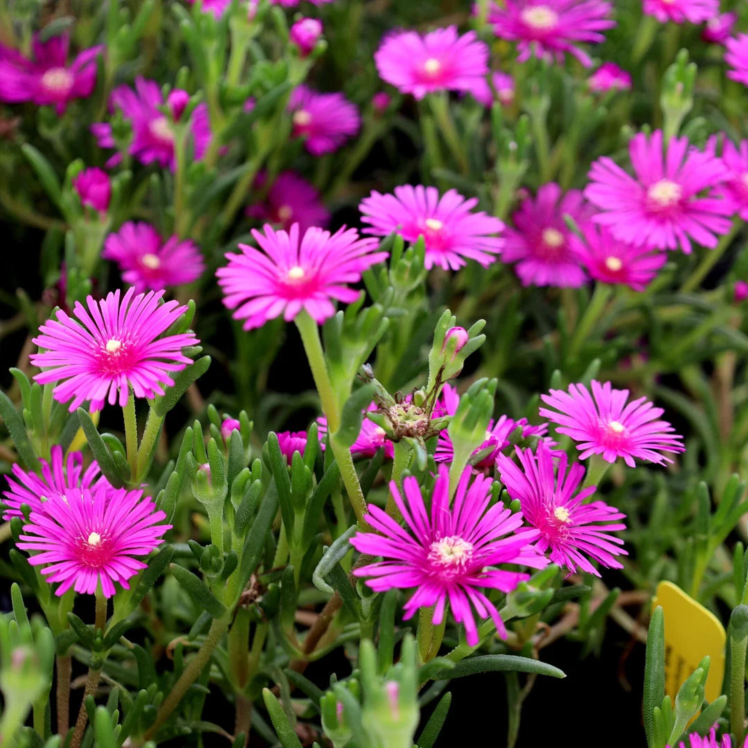 Heirloom Non-GMO Pink Table Mountain Flower Seeds for Colorful Rock Gardens and Outdoor Planting