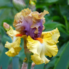 Secret Rites Bearded Iris