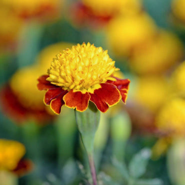 Marigold, French- Tiger Eyes