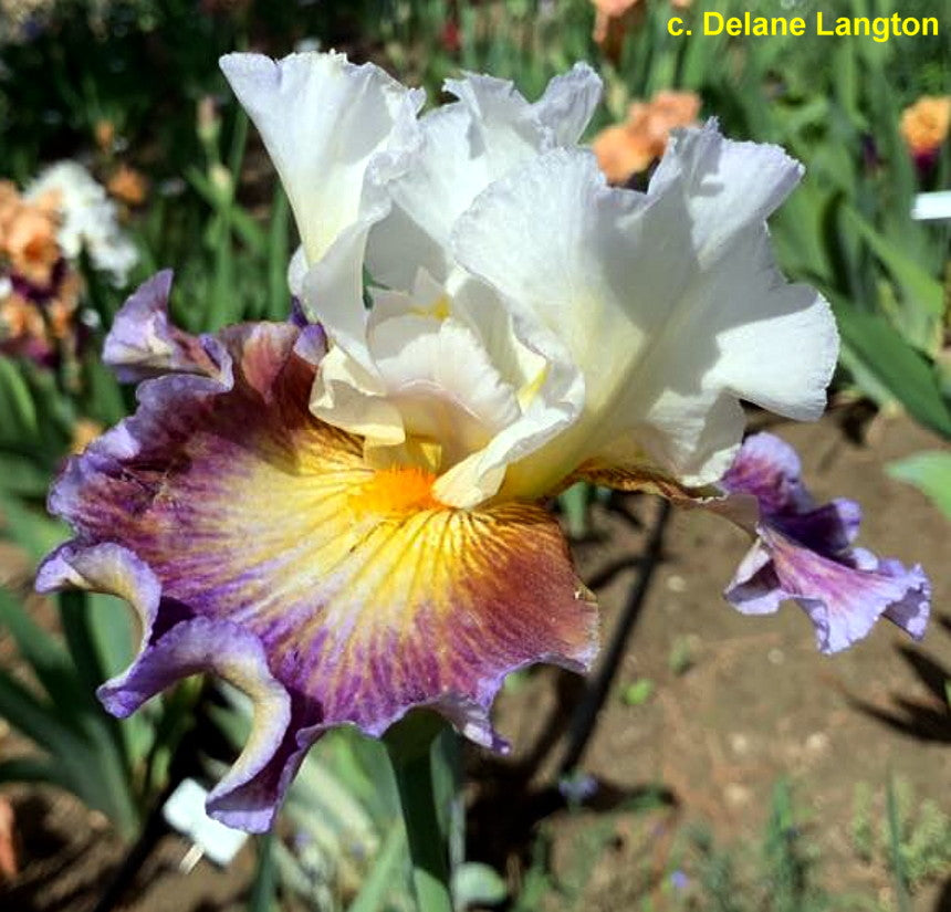 Colours of the Wind Bearded Iris