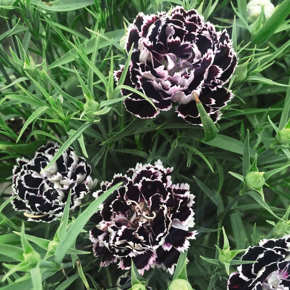 Dianthus- Black and White