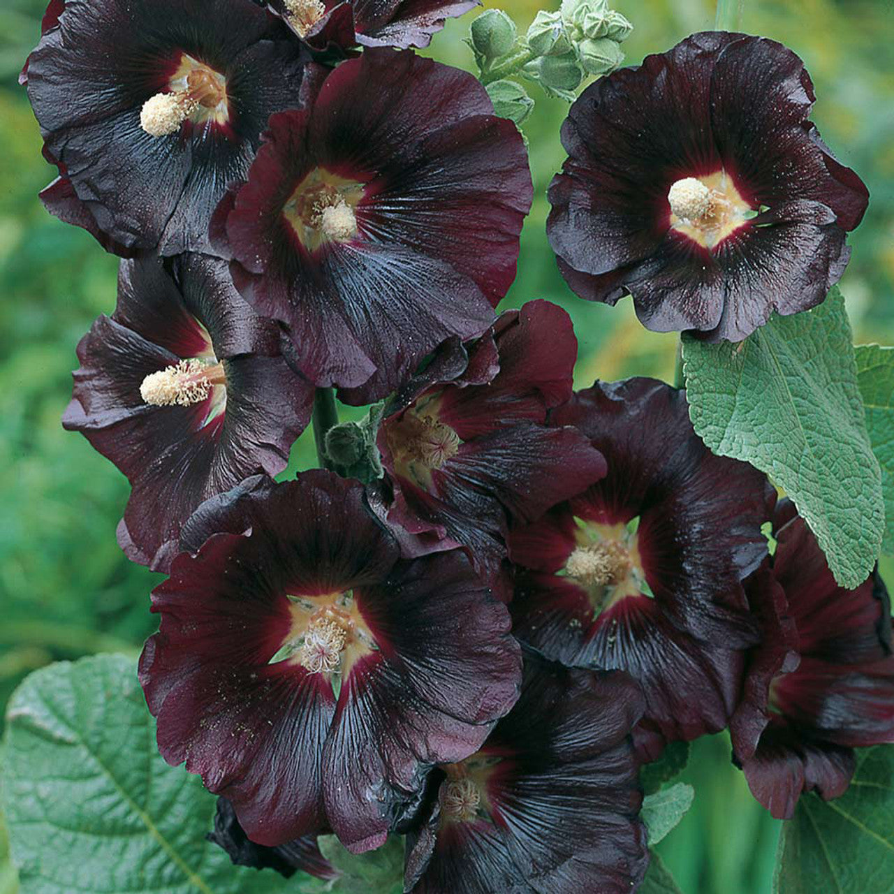 The Black Hollyhock