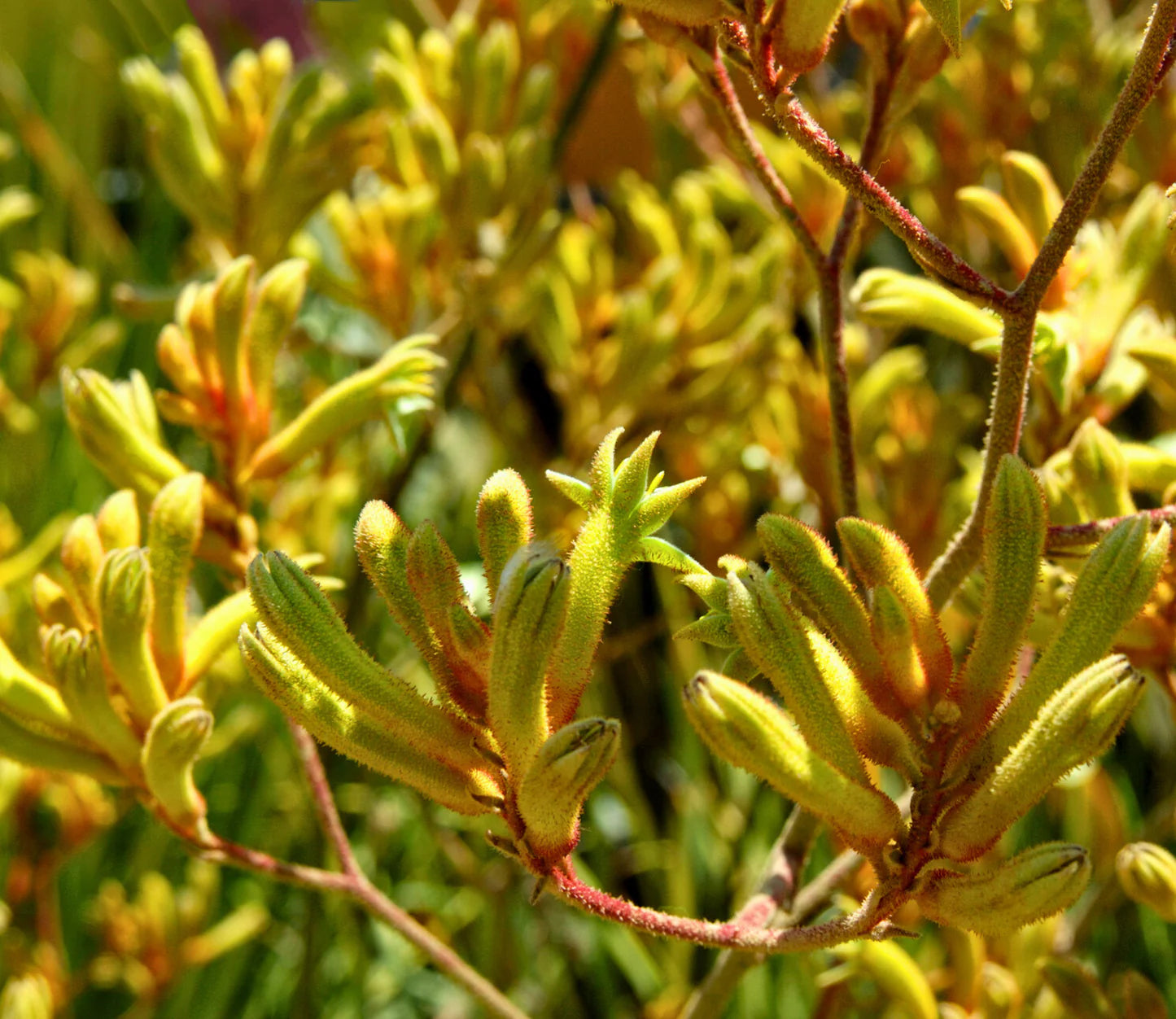 Kangaroo Paw- Green/Yellow