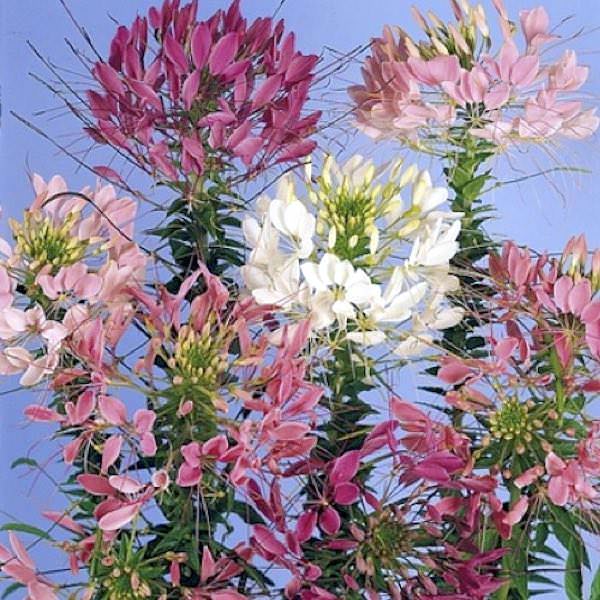 Cleome Spinosa Mixed Color Flower Seeds