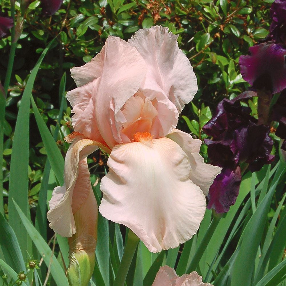 Pink Attraction Reblooming Bearded Iris