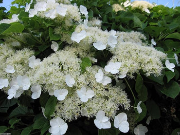 Organic Hortensia Trepadora Flower Seeds for Planting – Heirloom, Non-GMO