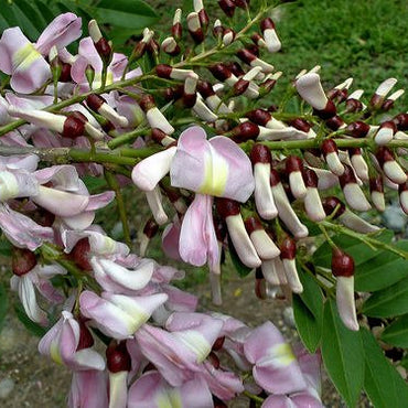 Gliricidia Maculata & Gliricidia Sepium Seeds