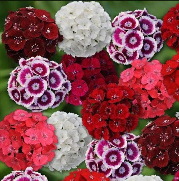 Sweet William- Summertime Mix