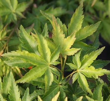 Japanese Maple