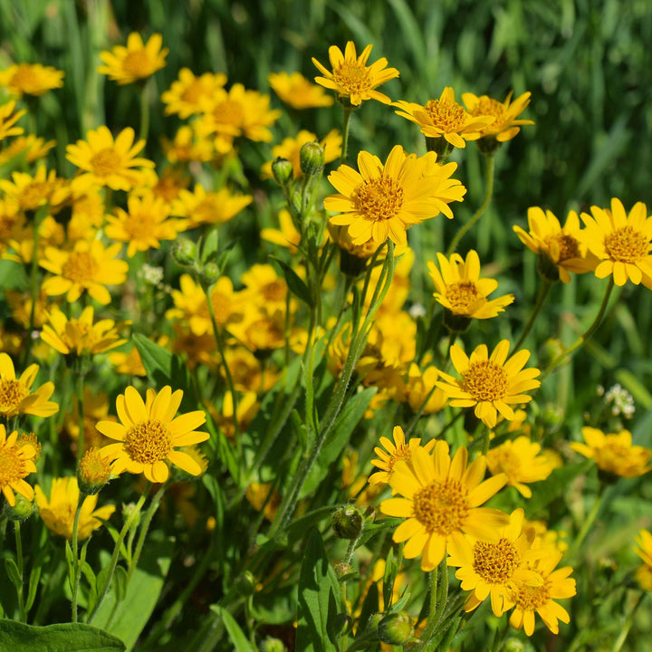 Heirloom Non-GMO Yellow Arnica Montana Flower Seeds for Medicinal and Mountain Garden Planting