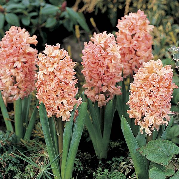 Gipsy Queen Hyacinth Seeds