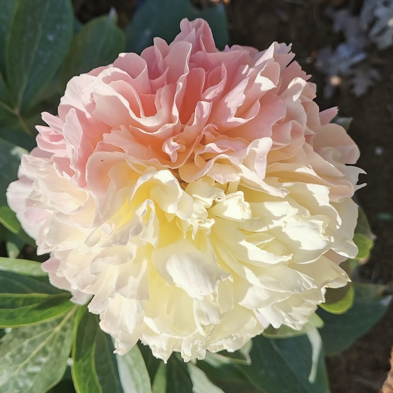 Lois' Choice Peony