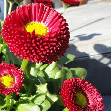 Bellis Red Yellow Seeds for Planting – Organic, Heirloom, Non-GMO Flower Seeds