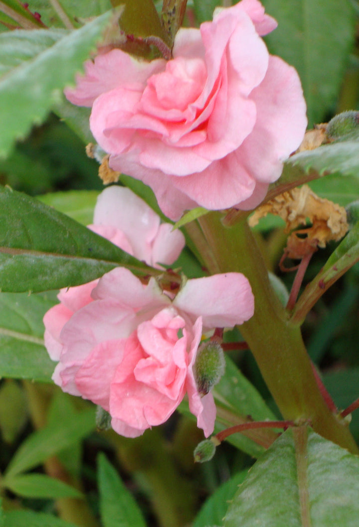 Heirloom Non-GMO Pink Balsamine Flower Seeds for Garden Planting – Bright Annual Blooms