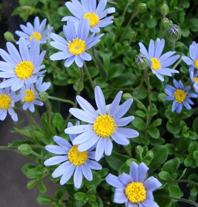 Felicia- Little Sapphire (seedling)