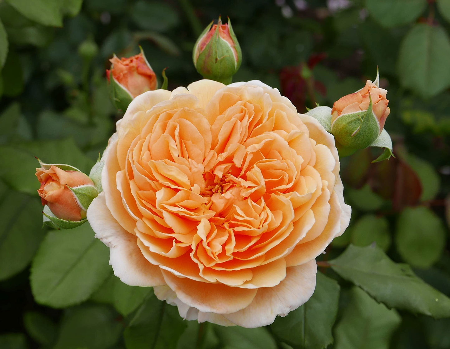 Rose- Crown Princess Margareta