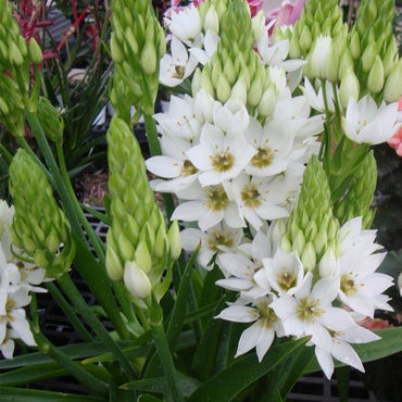 Chincherinchee