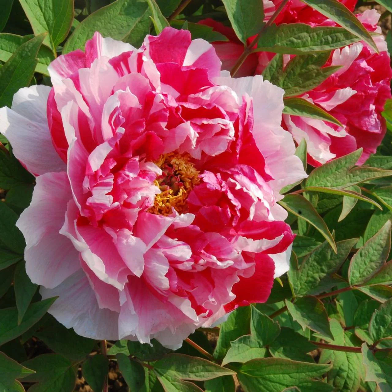 Shima-Nishiki Tree Peony