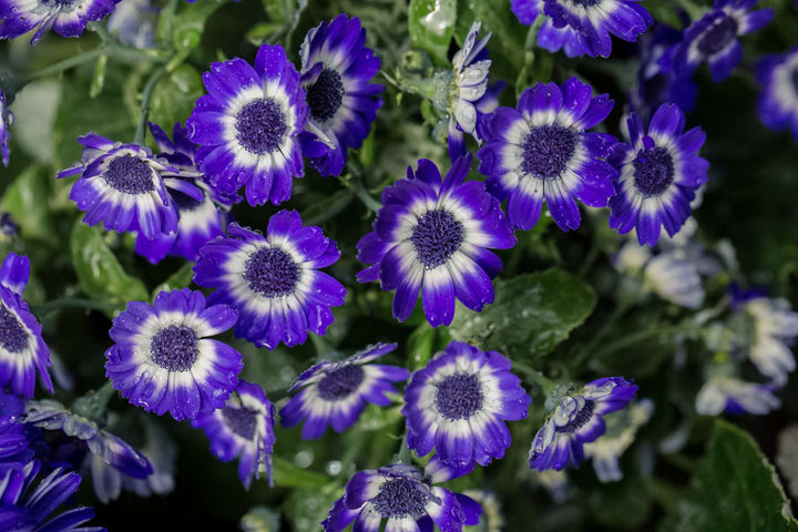 Heirloom Blue Cineraria Flower Seeds for Planting, Non-GMO
