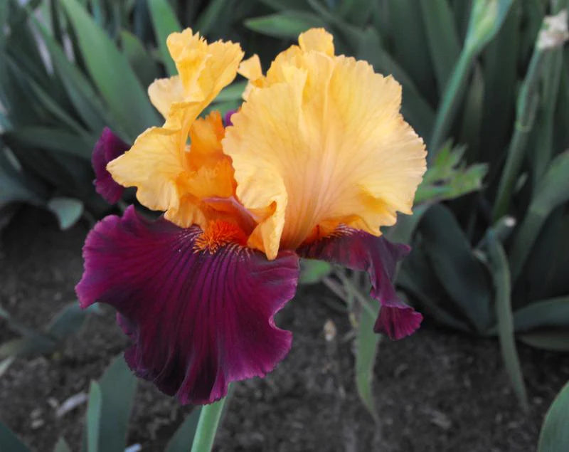 Idol Bearded Iris