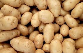 Satina – Organic Potatoes Seed