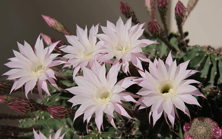 Heirloom Non-GMO Pink Echinopsis Tubiflora Flower Seeds for Garden Planting – Rare Cactus Blooms