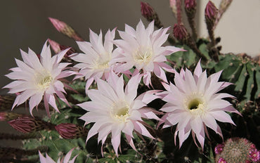 Heirloom Non-GMO Pink Echinopsis Tubiflora Flower Seeds for Garden Planting – Rare Cactus Blooms