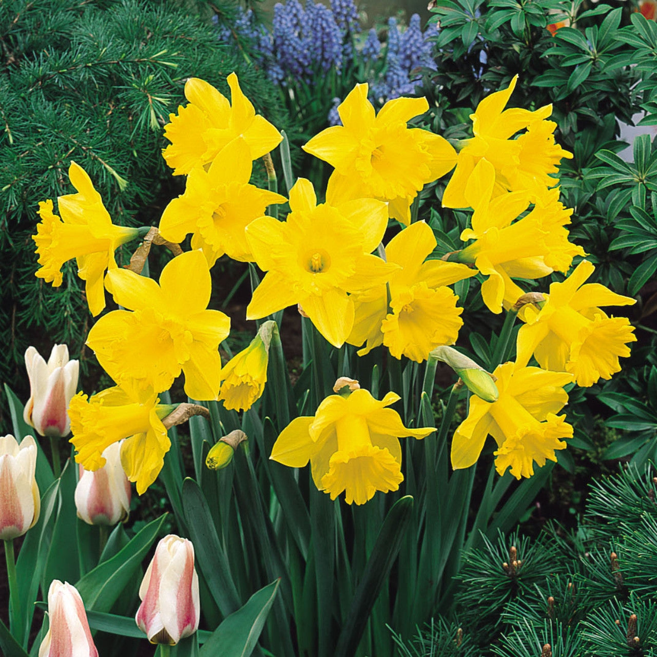 Golden Harvest Daffodil Seeds