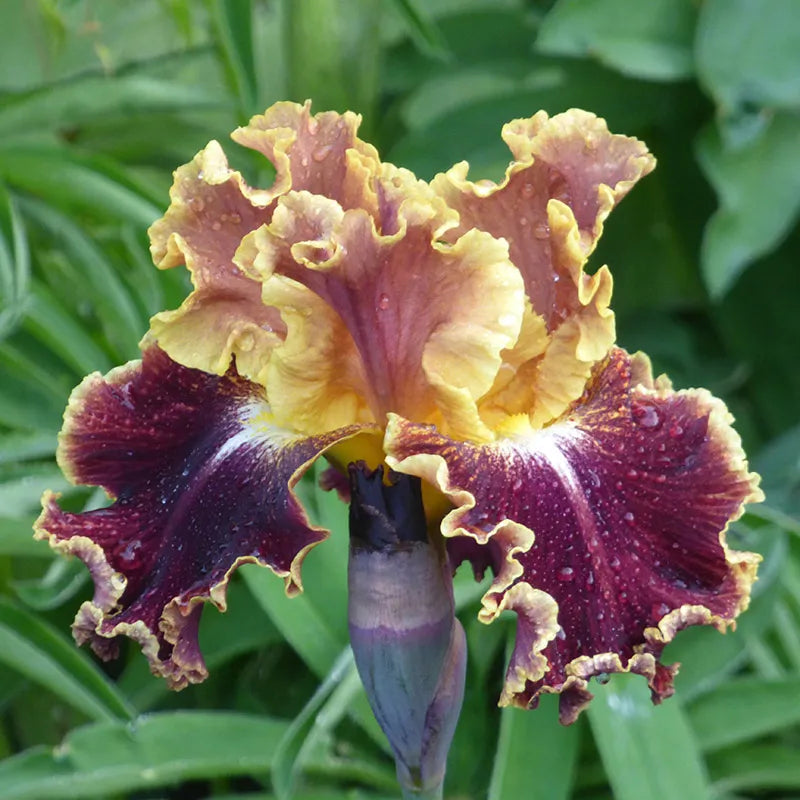 Montmartre Bearded Iris