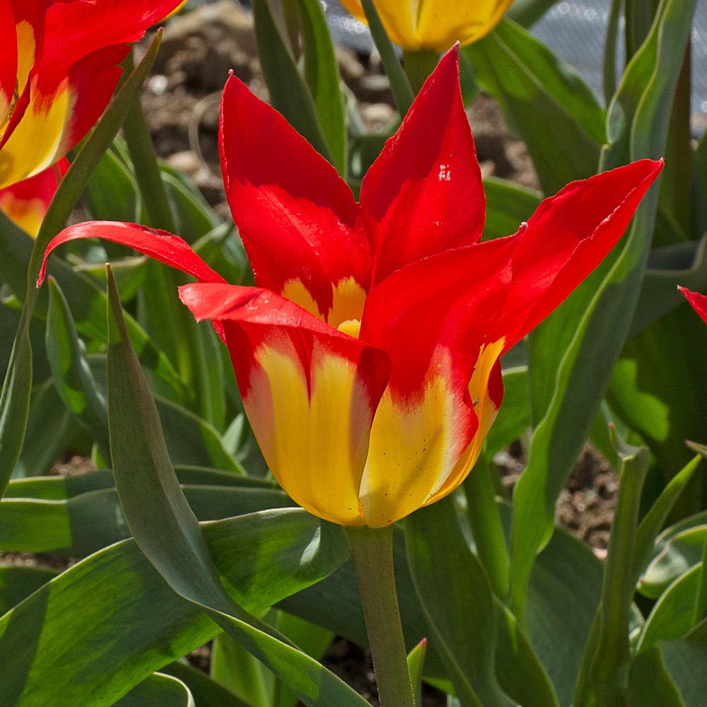Flames Mystery Tulip Seeds