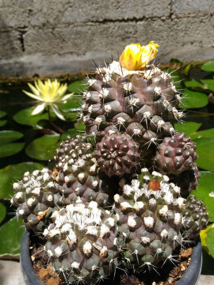 Heirloom Copiapoa Flower Seeds, Non-GMO Rare Cactus Blooms for Drought-Tolerant Garden Planting