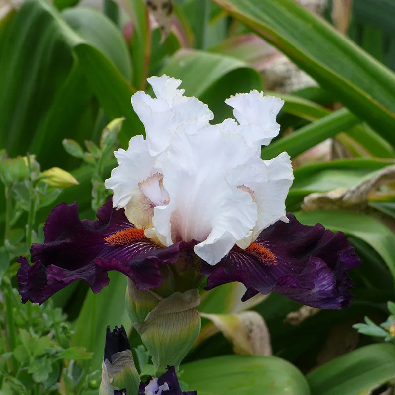 Twist of Sheree Reblooming Bearded Iris
