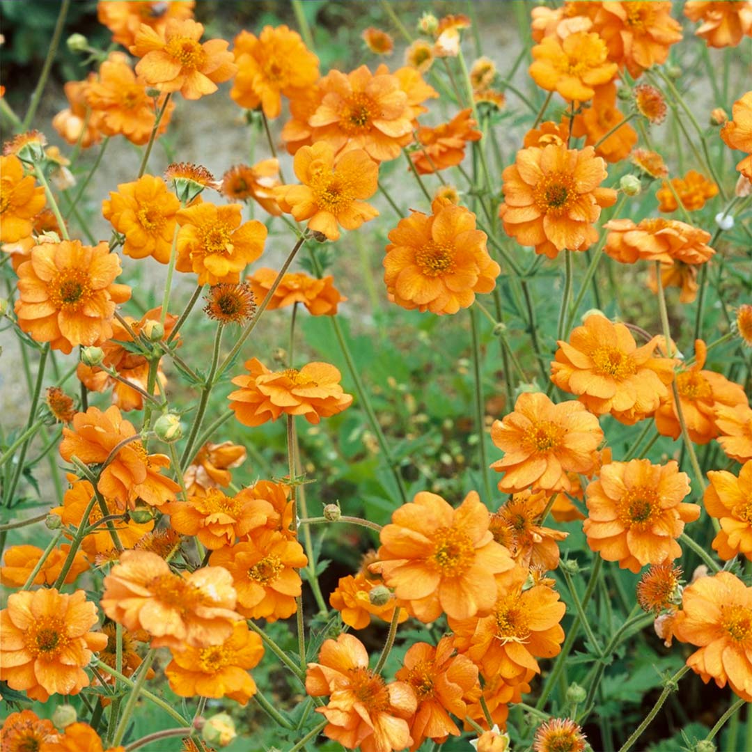 Princess Juliana Geum