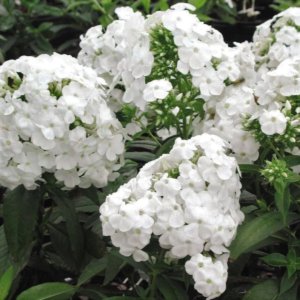 Cottage Garden Phlox Tree Collection