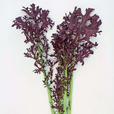 Ruby Streaks – Organic Mustard Green Seed