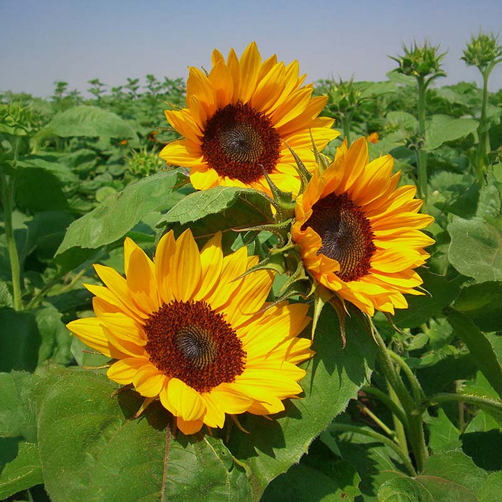 Yellow Hybrid Sunflower Seeds – Heirloom, Non-GMO Flower Seeds for Planting