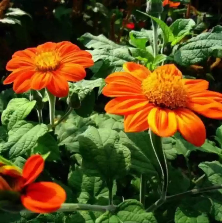 Heirloom Non-GMO Tithonia Flower Seeds for Vibrant Orange Butterfly Garden Planting