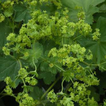 Alchemilla Mollis Green Seeds for Planting – Organic, Heirloom, Non-GMO