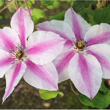 Heirloom Non-GMO Pink-White Clematis Flower Seeds for Garden Planting – Bicolor Climbing Blooms