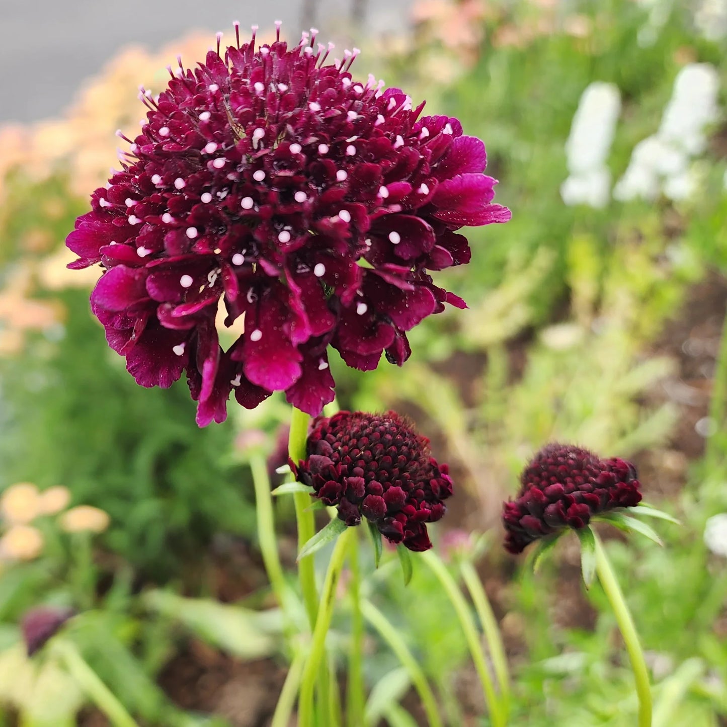Pincushion Flower- Burgundy Beau
