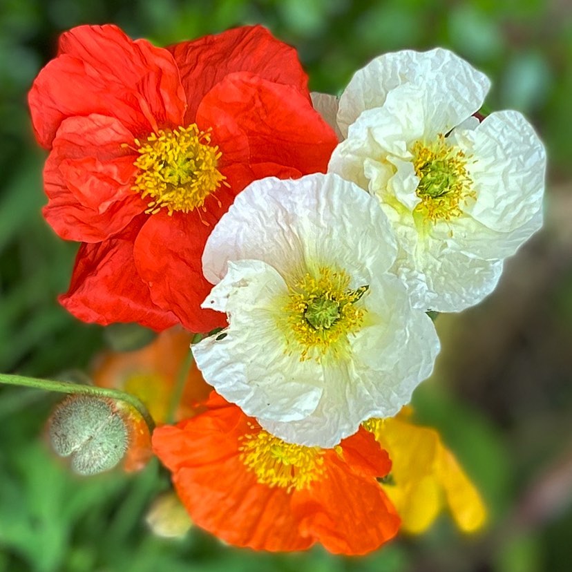Iceland Poppy- Festival Mix