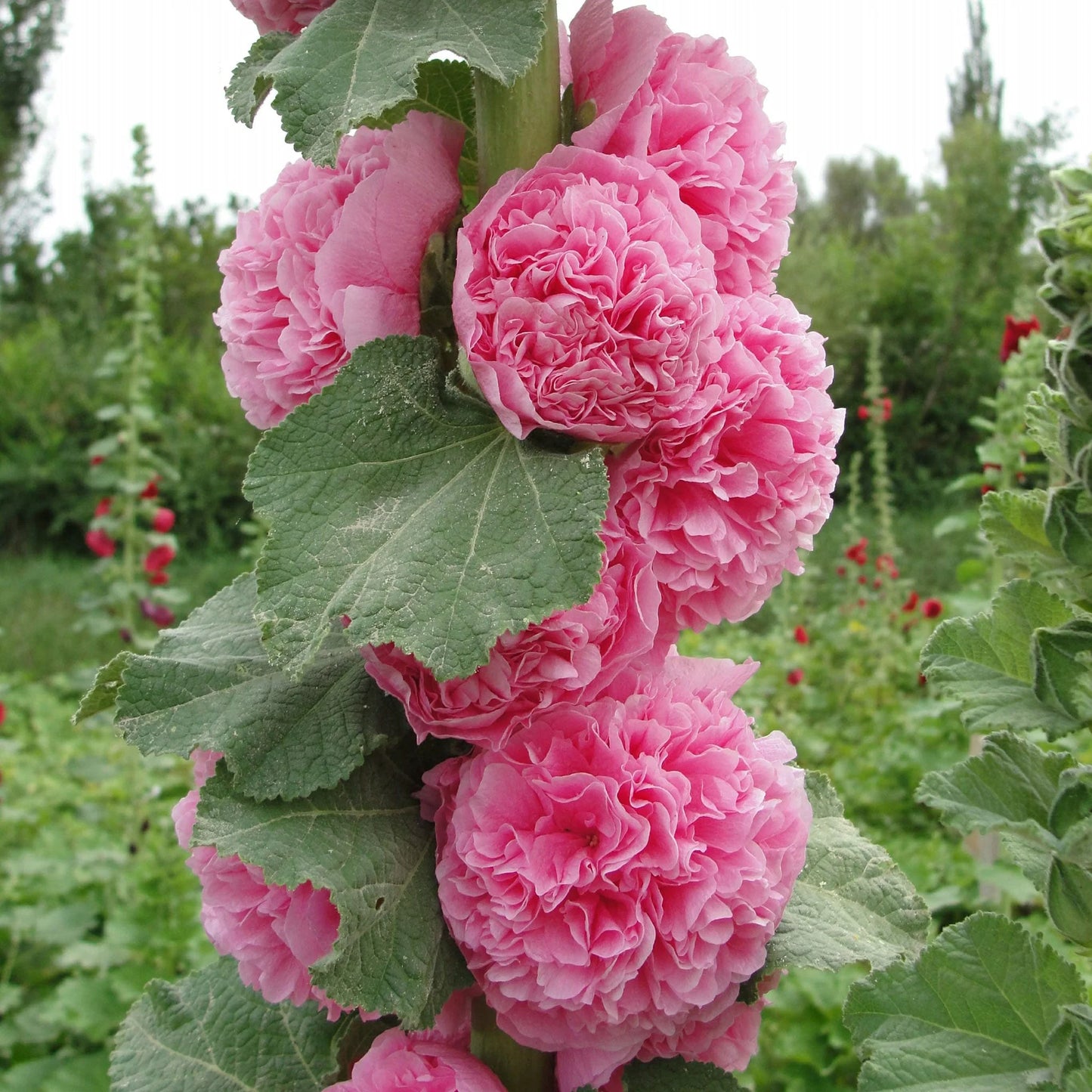 Hollyhock- Chaters Double Mix
