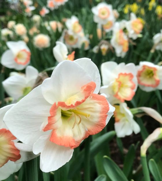 Night Cap Daffodil Seeds