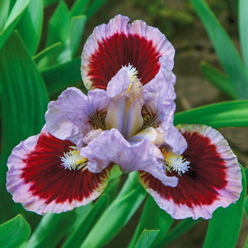 Going in Circles Dwarf Bearded Iris