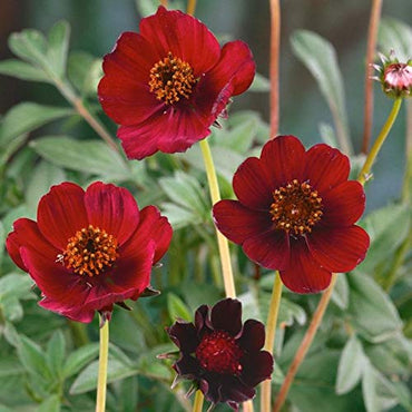 Cosmos- Chocolate (seedling)