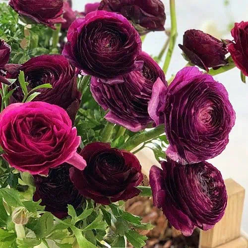Ranunculus- Elegance Viola 06