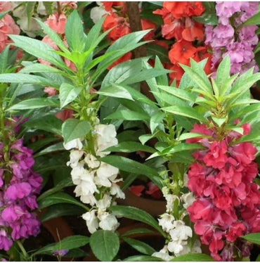 Impatiens- Camellia Flowered Mix (Balsam)
