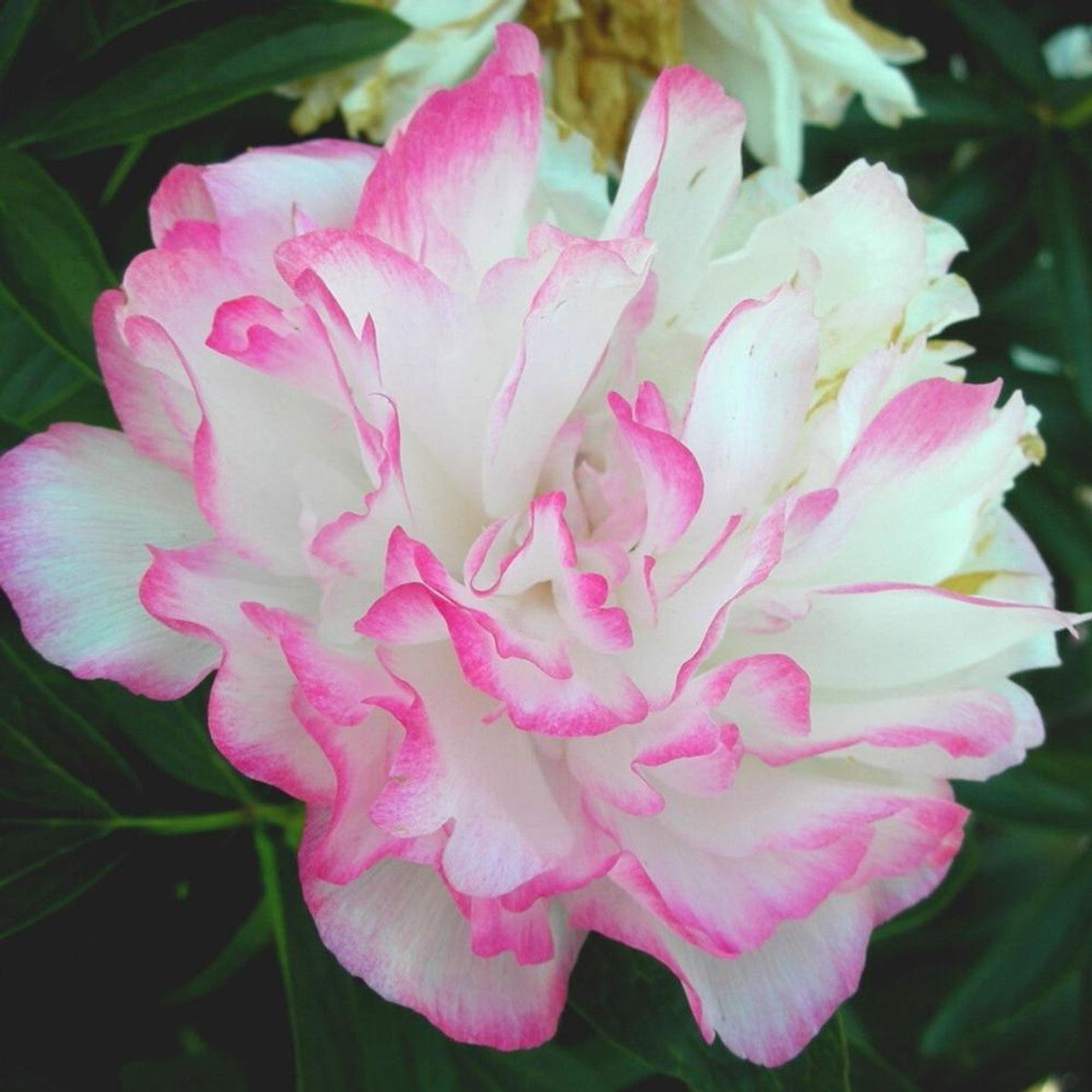 Joker Peony