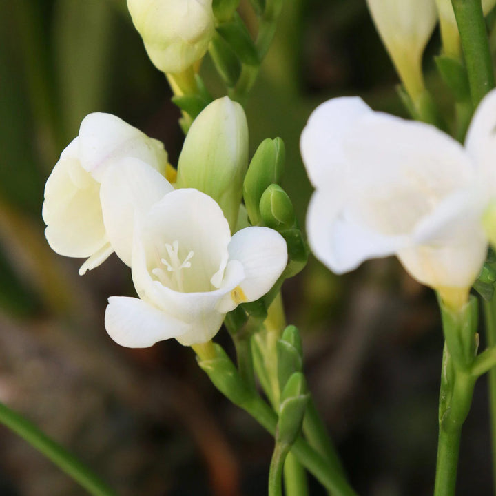 White Freesia Seeds for Planting – Organic, Heirloom, Non-GMO Flower Seeds