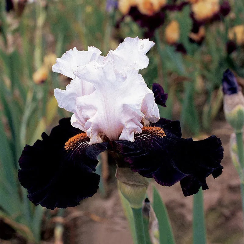 Starring Bearded Iris